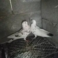 کفتر|پرنده|میناب, |دیوار