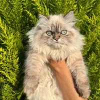 گربه نر پرشین چشم آبی|گربه|نور, |دیوار