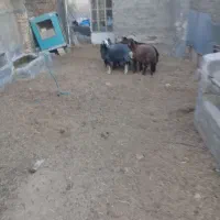 بره افشاری