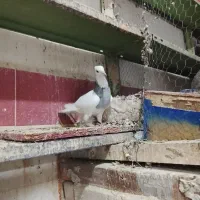 طوقی|پرنده|شادگان, |دیوار