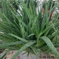 گیاه دارویی|آرایشی، بهداشتی، درمانی|اردبیل, |دیوار