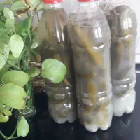 خیارشور خونگی با خیار محلی