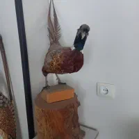 فروش لوازم باغ با تخفیف