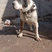 الابای|سگ|نیشابور, مدرس|دیوار