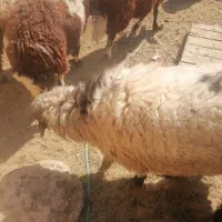 بره بومی وگوشت بره|حیوانات مزرعه|میبد, |دیوار