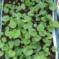 گل سینره و ... به فروش میرسد|گل و گیاه طبیعی|تالش, هشتپر|دیوار