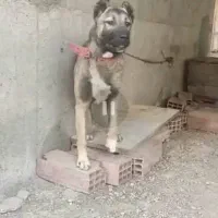 واگذاری سگ سراب با هزینه|سگ|رشت, کوی مهر|دیوار