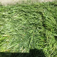 فروش یونجه