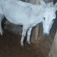 الاغ ماده گله ای