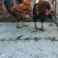 مرغ و خروس|حیوانات مزرعه|شیراز, دشت چنار|دیوار