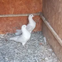 جوجه کبوتر|پرنده|خمینی‌شهر, |دیوار