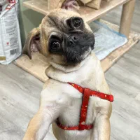 سگ پاگ اصل ماده