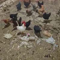 مرغ