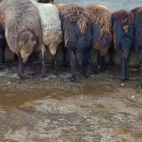 ۱۰تاگوسفند کردستانی معاوضه با۱۱۱