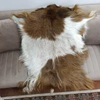 پوست بز طبیعی|صنایع دستی و سایر لوازم تزئینی|مرند, |دیوار