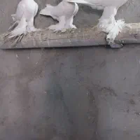 فروش کبوتر