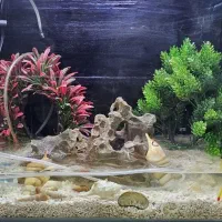 اکواریوم شیشه خم ارتفاع 40 طول 50|ماهی|پرند, فاز ۴|دیوار