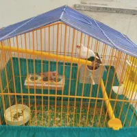 معاوضه فنچ با مرغ عشق