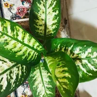 آرایشی(گل گل گل)