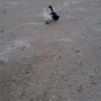 اردک فروشی|پرنده|ساروق, |دیوار