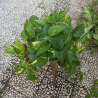 پتوس و دم روباهی
