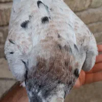 کبوتر هما