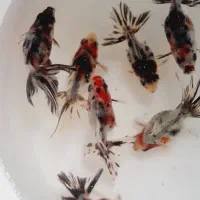 انواع ماهی زینتی|ماهی|مشهد, حسابی جنوبی (شهرک غرب)|دیوار