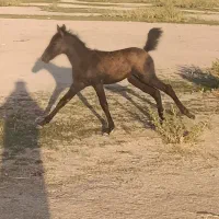یک عدد مادیون با کره ماده درجه یک