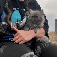 گربه پرشین دوماهه به اسم فسقلی فروشی قیمت 14