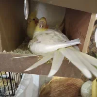 عروس هلندی|پرنده|تهران, اسفندیاری|دیوار