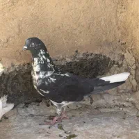۵عدد کفتر خوب یجایی دونه ای ۴۰۰|پرنده|تهران, مسعودیه|دیوار