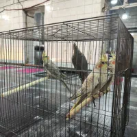 دو جفت عروس هلندی|پرنده|تهران, هلال احمر|دیوار