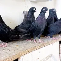 کبوتر زاغ قیل سیاه آبادانی واکسی اصیل چشم ونوک صدف