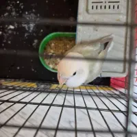 کوتوله برزیلی سفید|پرنده|مشهد, ادیب نیشابوری (شهرک غرب)|دیوار