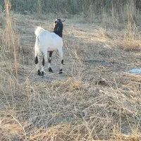 بز افغانی نر|حیوانات مزرعه|خرمشهر, |دیوار