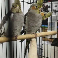 سه عدد عروس هلندی