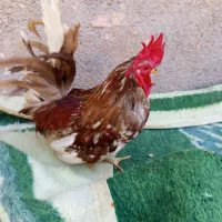 خروس چاپنیز