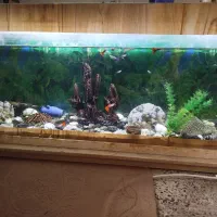 آکواریوم با ماهی و وسایل