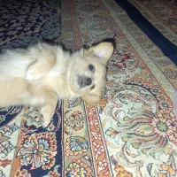 توله سگ پاپی