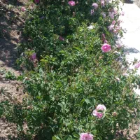 زمین دارای درختان مثمرپنج ساله دوردیوارکشیده