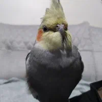 عروس هلندی سخن گو گم شده