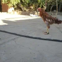 خروس لاری .