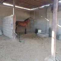 اسب عربی طریقی اهوازی