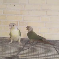 فروش طوطی گرینچیک و کوتوله|پرنده|بروجن, |دیوار