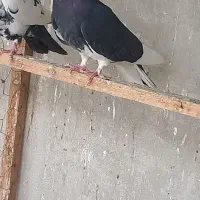 کبوتر|پرنده|ری, شهادت|دیوار