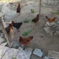 فروش مرغ محلی