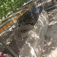 قفس مرغ و خروس