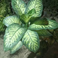 گل برای روز مادر