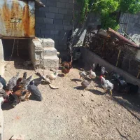 فروش ۲۰ عدد مرغ و خروس دم تخم