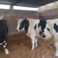 گوساله نرچاق|حیوانات مزرعه|کاشان, مشکات|دیوار